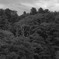 The tree which died 