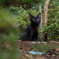 隣の黒猫