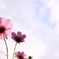 feel sky