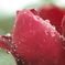 花と雨～薔薇の素肌