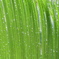 雨上がり