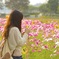 秋桜と向日葵と…カメラ女子