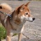 愛犬チャッピー