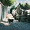 さかねこ③