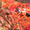 momiji