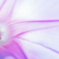 Purple line