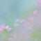 花の国