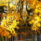 北海道の紅葉