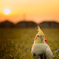 『夕暮れ散歩』