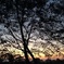 夕暮れ時の木 拡大