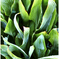 green fire