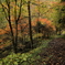  mountain path 紅葉2013-