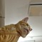 だらしねえねこ