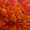 紅の盛