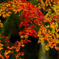 2013紅葉④