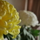 菊