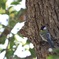 Parus minor*