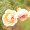 薔薇
