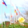 国旗と薔薇