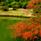 紅葉　六義園