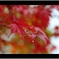 雨上がりの紅葉