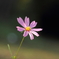 晩秋の秋桜