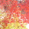2013.11.4 道南の紅葉(6)