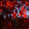 紅
