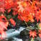 紅葉と清流