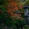 Niwa06