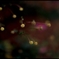 秋明菊 #07