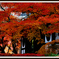 紅の競艶