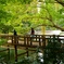 井の頭公園の橋