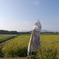 案山子・米・米・案山子・米