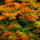 紅葉へのプロセス