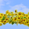 しあわせのかたち