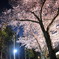 夜桜薫る