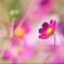 太陽をだけを見つめて　向日秋桜