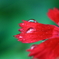 雨上がり
