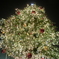 XmasTree