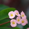 花きりんの様だ