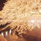 黄金の夜桜