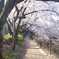 桜の遊歩道