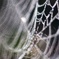 SPIDER'S JEWELRY 1