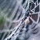 SPIDER'S JEWELRY 11