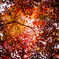 紅折り紙