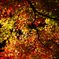 紅葉 2013　①