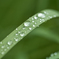 夏草や
