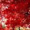 紅葉4