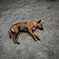 野良犬